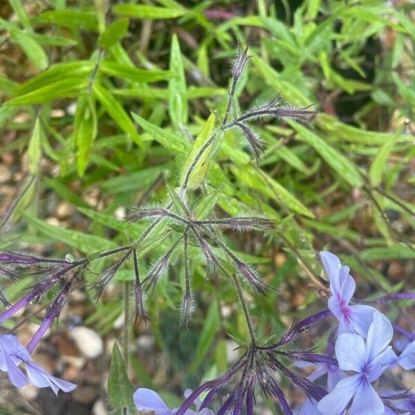 Phlox divaricata Lehti