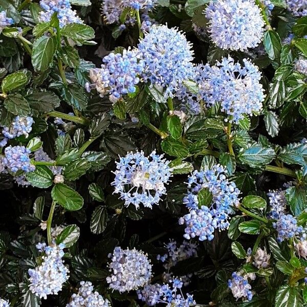 Ceanothus thyrsiflorus عادت