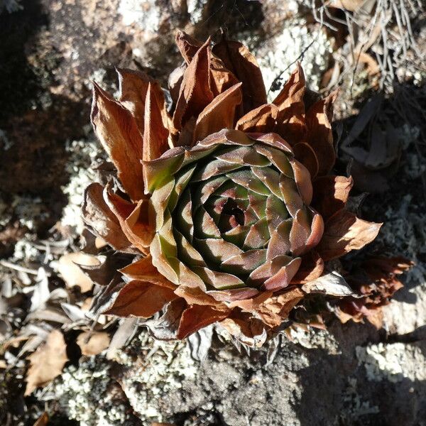 Sempervivum tectorum Leaf