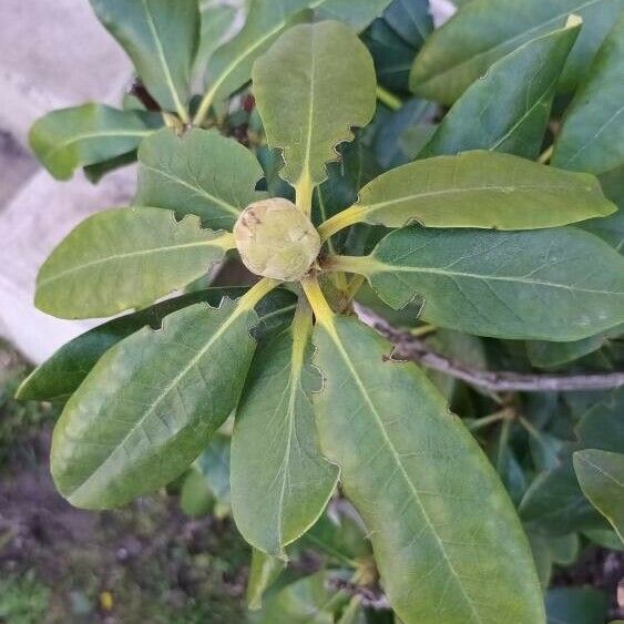 Rhododendron maximum Leaf