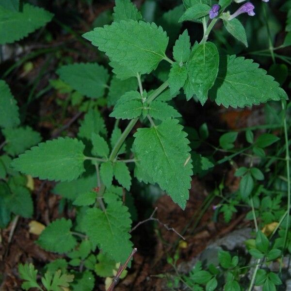 Scutellaria columnae Φύλλο