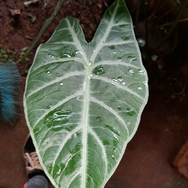 Alocasia longiloba Folha