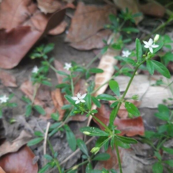 Glinus oppositifolius 花