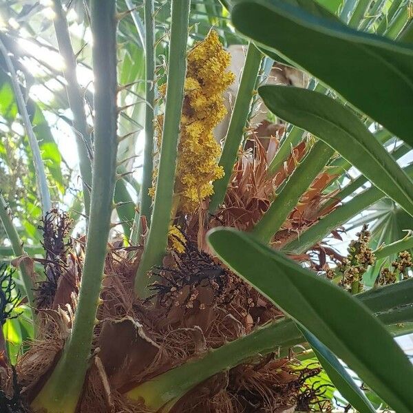 Trachycarpus fortunei 花