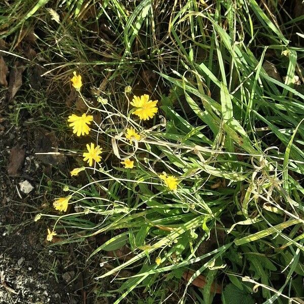 Crepis capillaris Flower