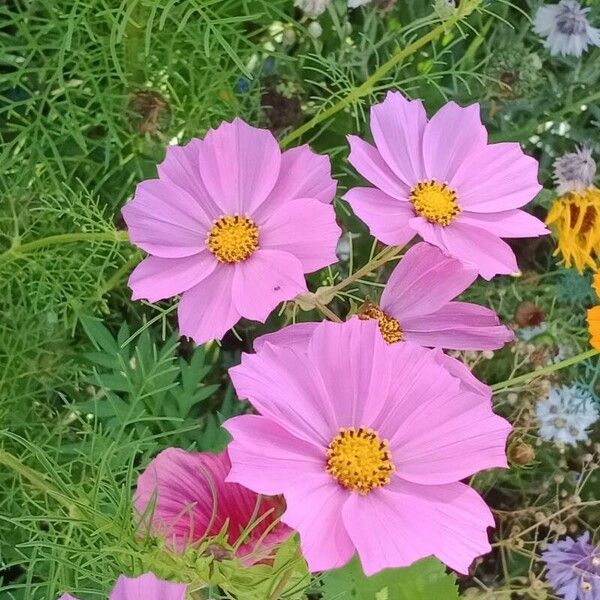 Cosmos bipinnatus Flower