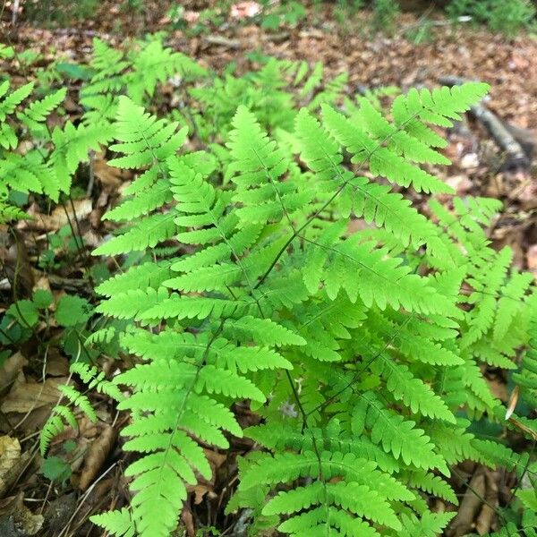 Gymnocarpium dryopteris Blad