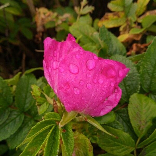 Rosa rugosa Květ