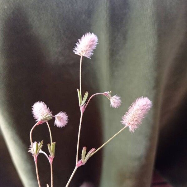 Trifolium arvense Kukka