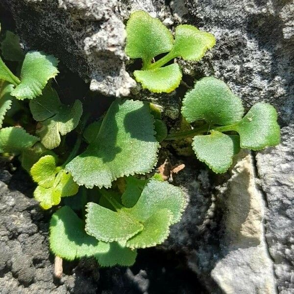 Asplenium ruta-muraria Листок