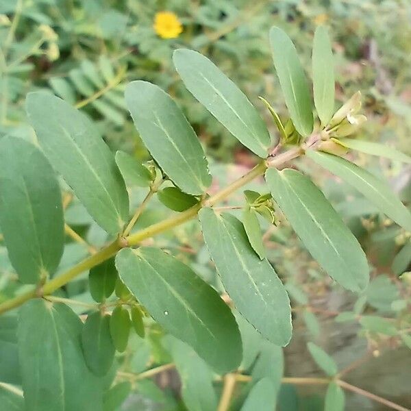 Euphorbia nutans Лист