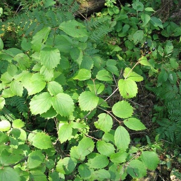 Viburnum rafinesqueanum Leaf