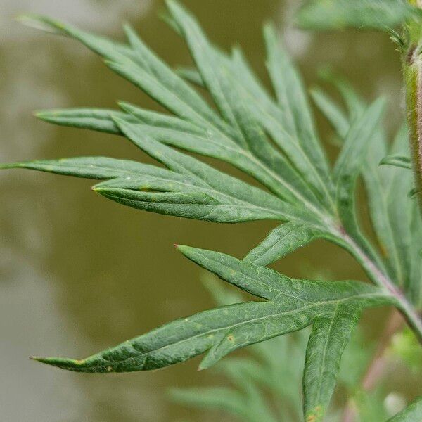 Artemisia vulgaris Foglia