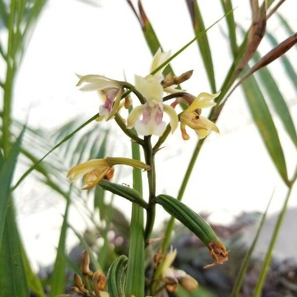 Oeceoclades maculata Flower