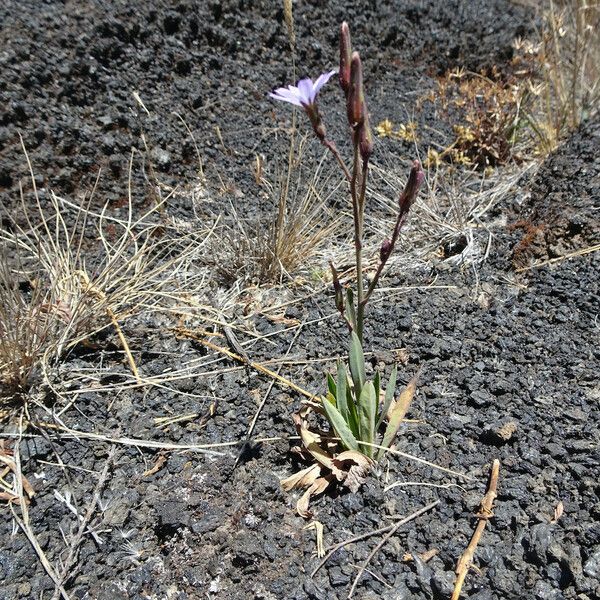 Lactuca inermis Хабит