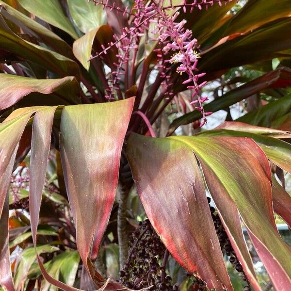 Cordyline fruticosa Fruchs