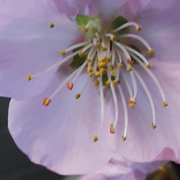 Prunus dulcis Flor