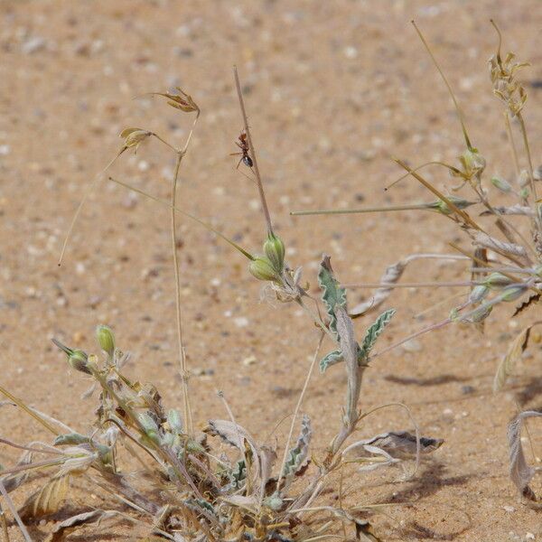 Monsonia nivea फल