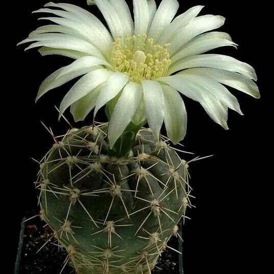 Gymnocalycium reductum Λουλούδι