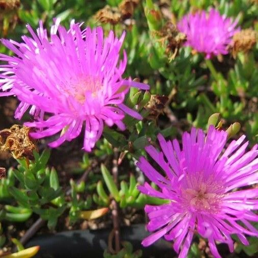 Carpobrotus edulis Blomma