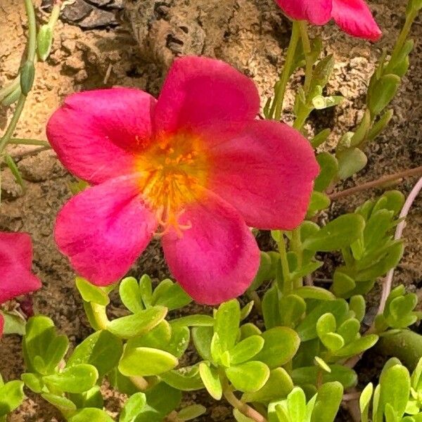 Portulaca umbraticola Цвят