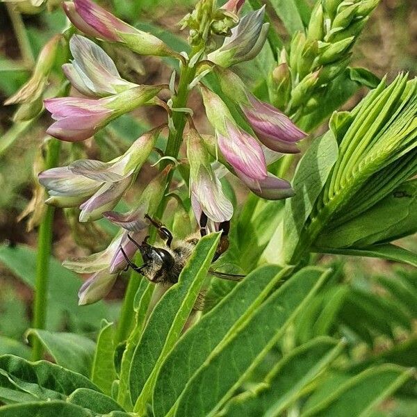 Astragalus atropilosulus Žiedas