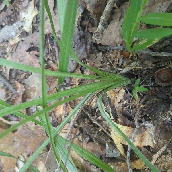 Hypoxis hirsuta Blad