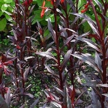 Lobelia cardinalis Hoja