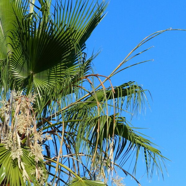 Washingtonia filifera Vaisius