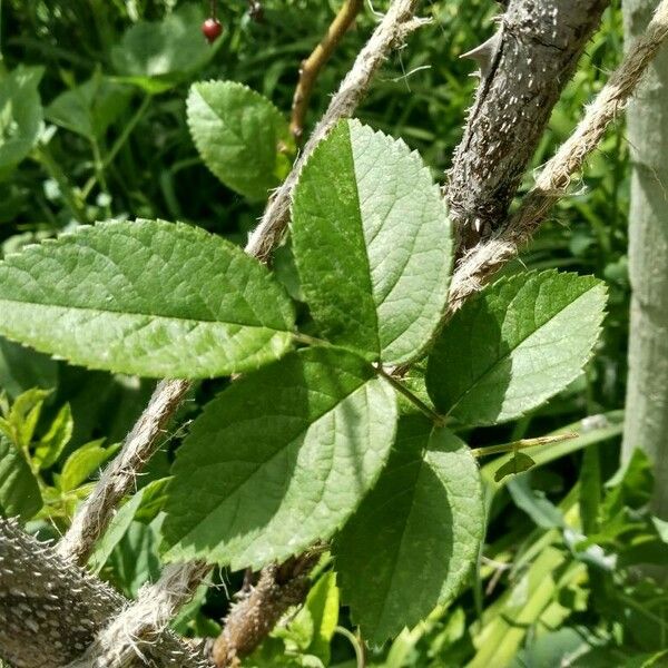 Rosa setigera Leaf