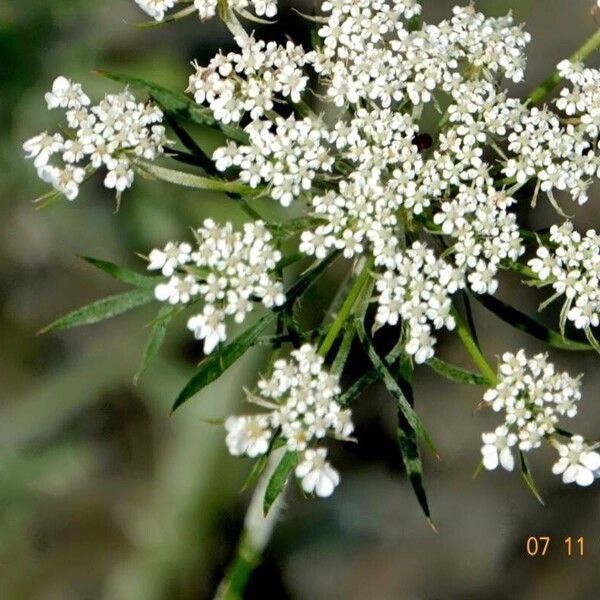 Ammi majus 花