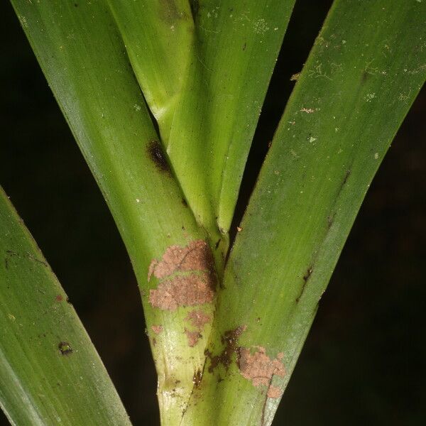 Xiphidium caeruleum Leaf