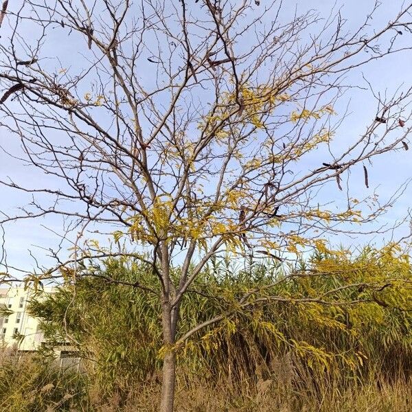 Gleditsia triacanthos Habit