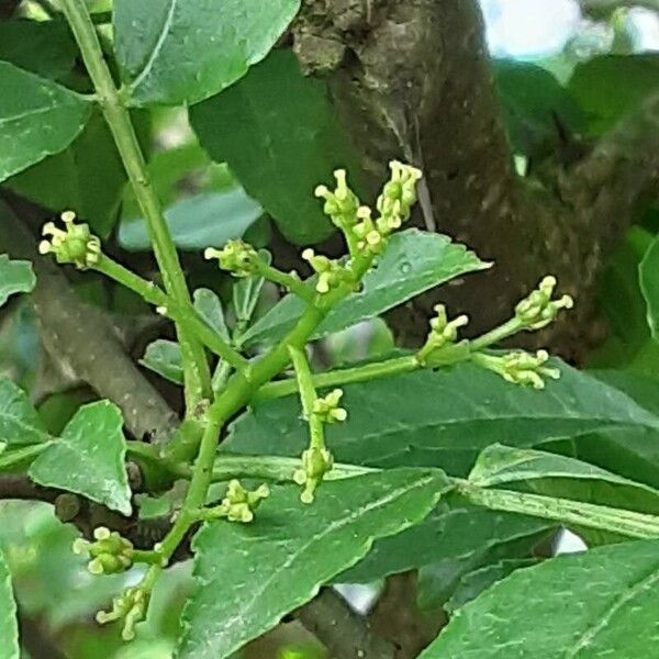 Zanthoxylum bungeanum Flower