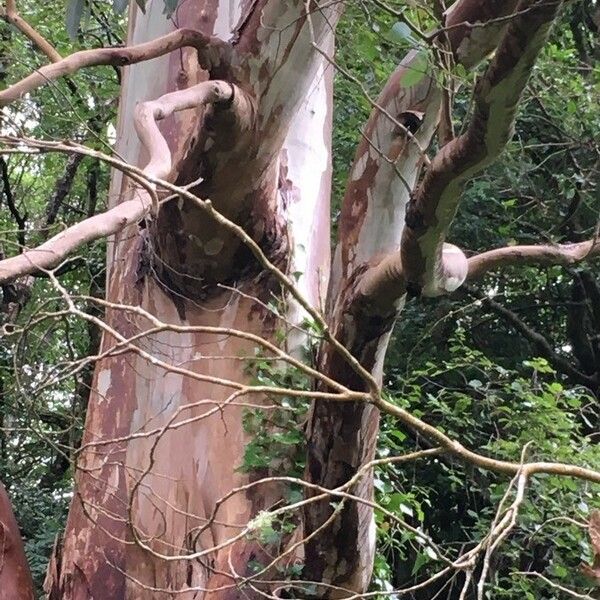 Eucalyptus viminalis Bark