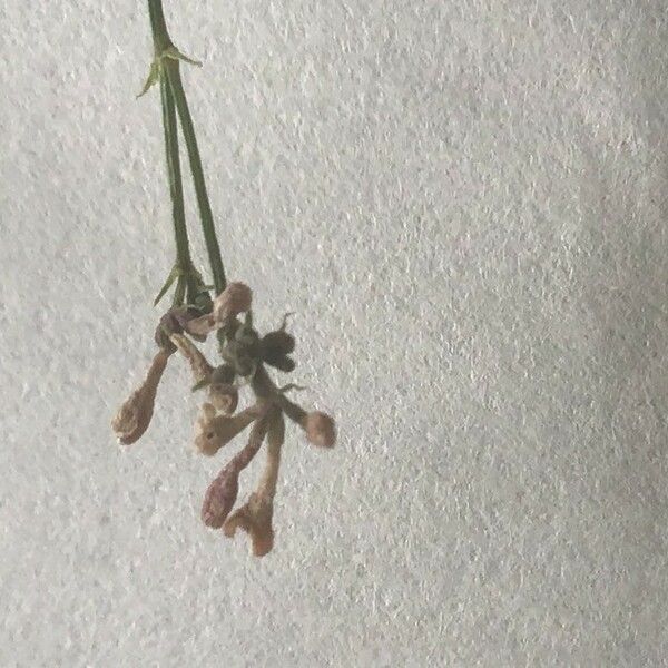 Asperula cynanchica Blomst