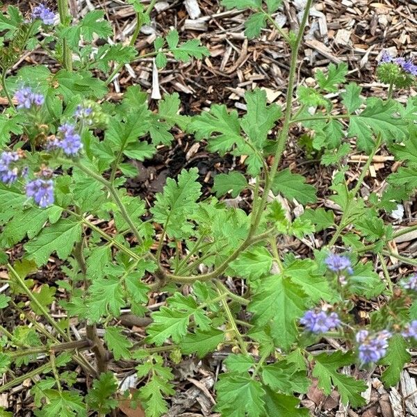 Phacelia congesta Liść