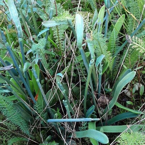 Galanthus elwesii Habitus