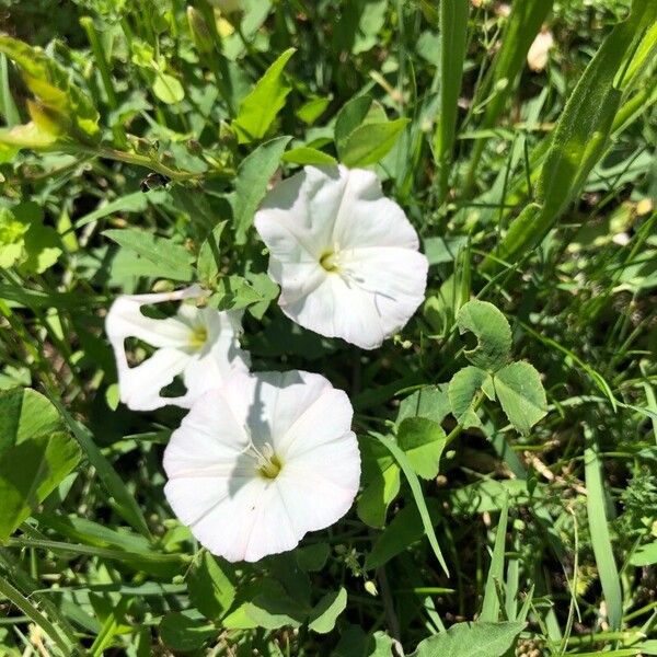 Convolvulus arvensis Flower