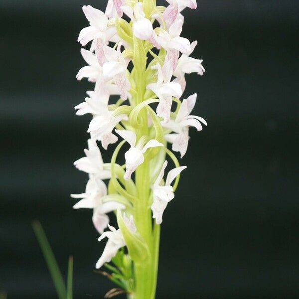 Dactylorhiza incarnata Õis