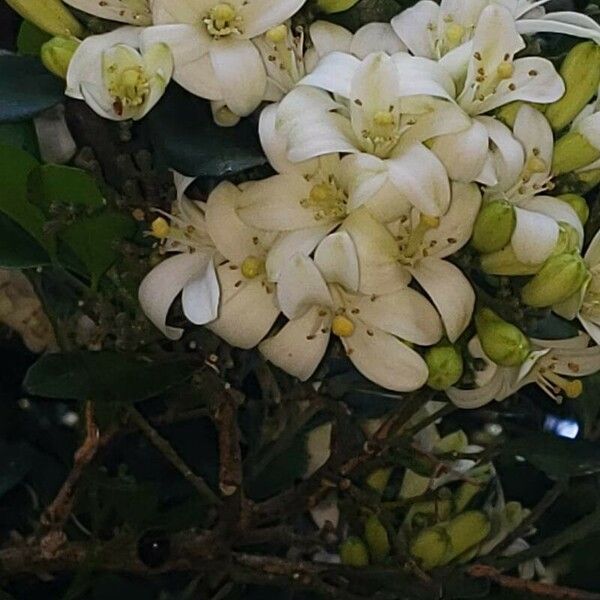 Murraya paniculata Flower