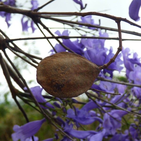 Jacaranda mimosifolia Fruto