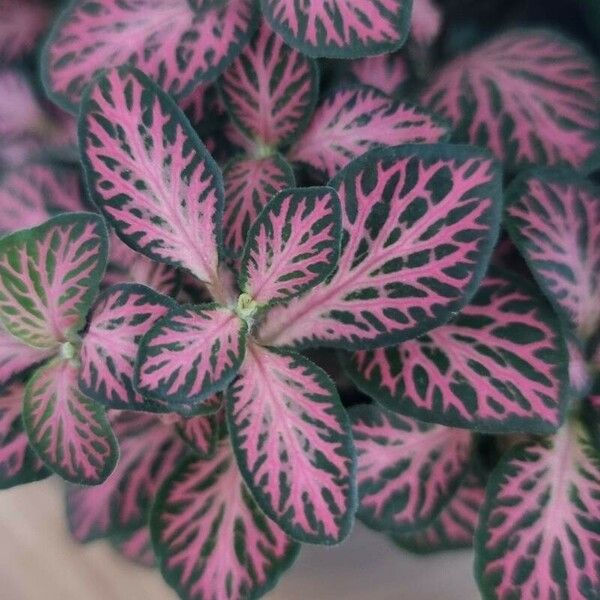 Fittonia albivenis Folio