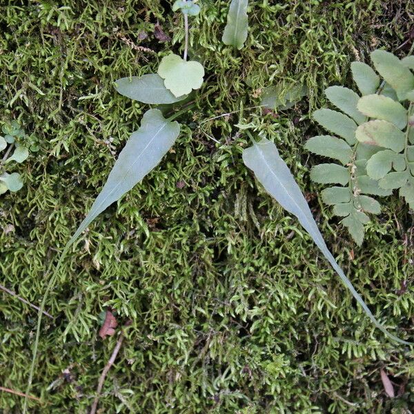 Asplenium rhizophyllum Buveinė