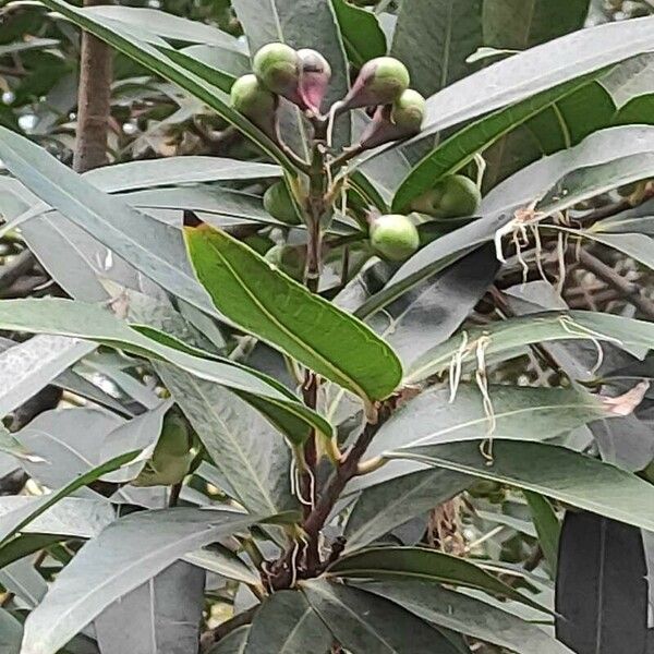 Syzygium jambos 葉