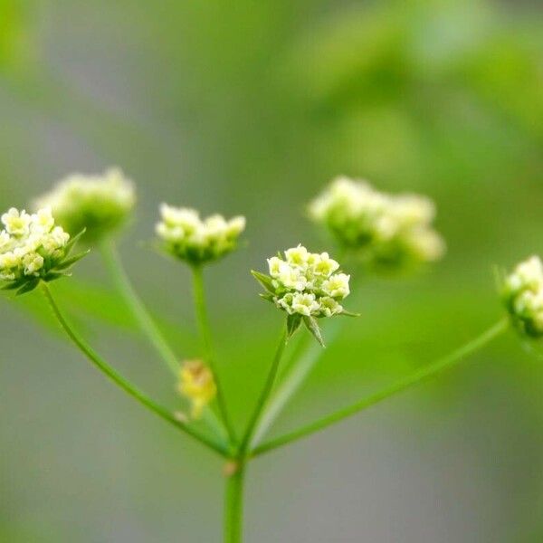 Apium graveolens Fiore