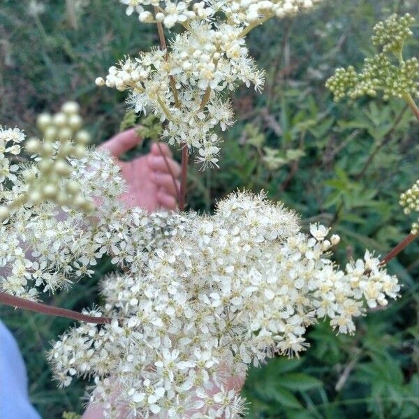 Filipendula ulmaria Цвят