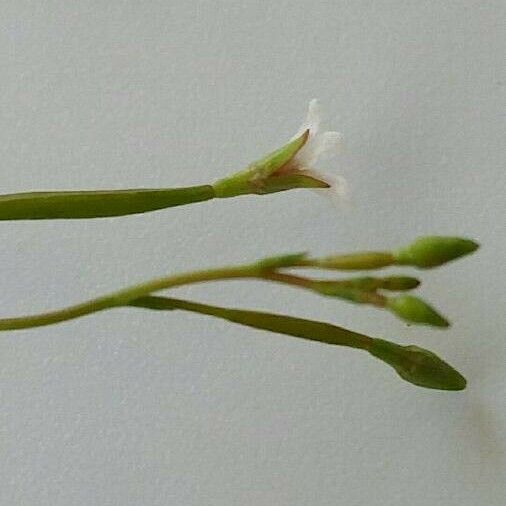 Epilobium brachycarpum Blomst