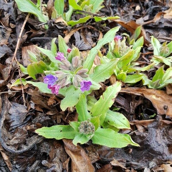 Pulmonaria mollis عادت