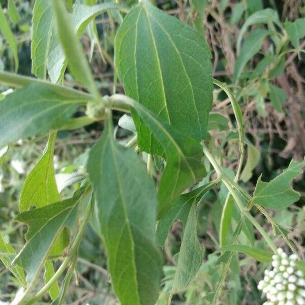 Eupatorium perfoliatum Blad